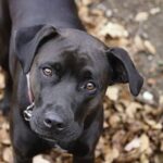 boxer 8207572 1280