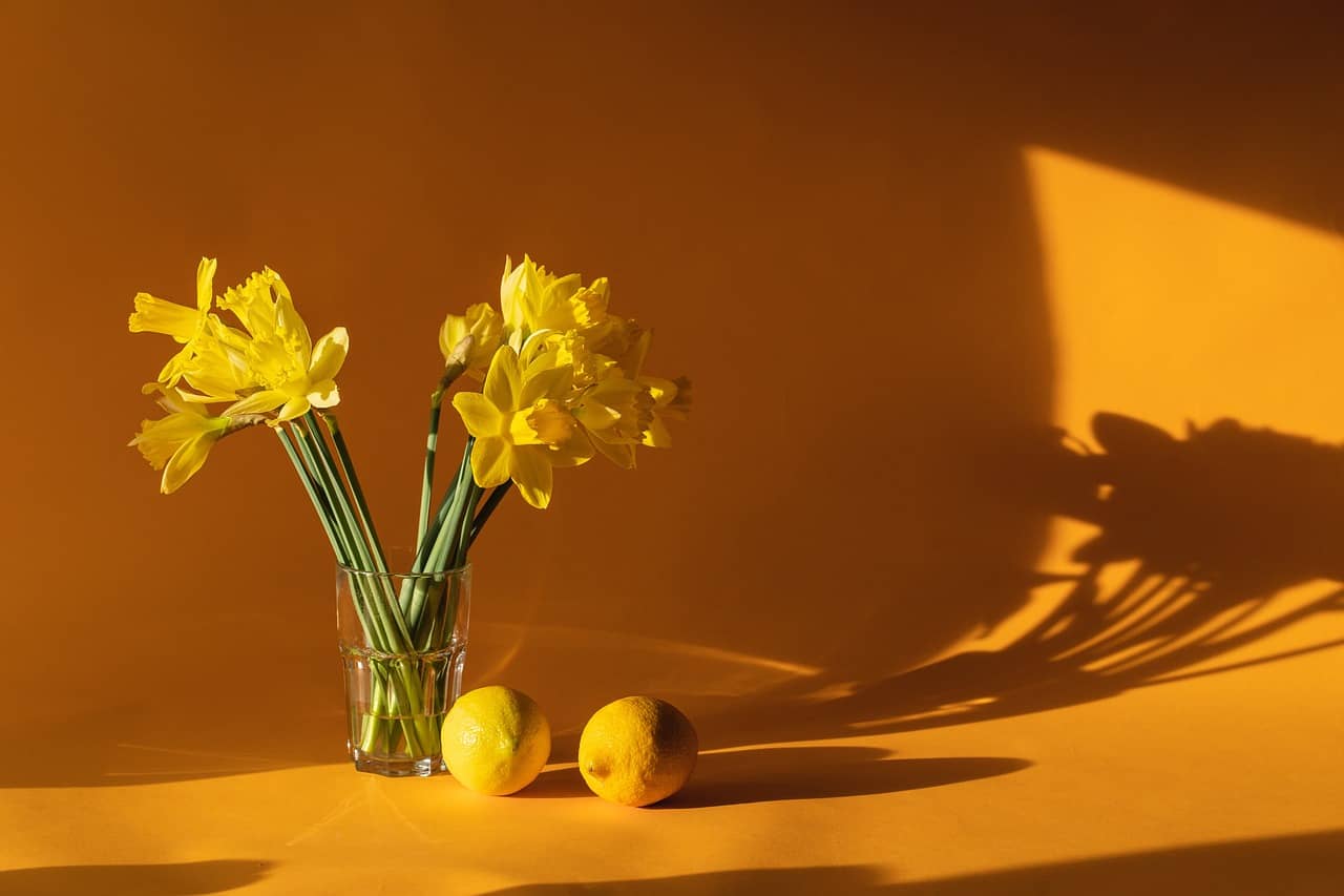 daffodils 6523446 1280